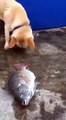 Un chien tente de sauver des poissons