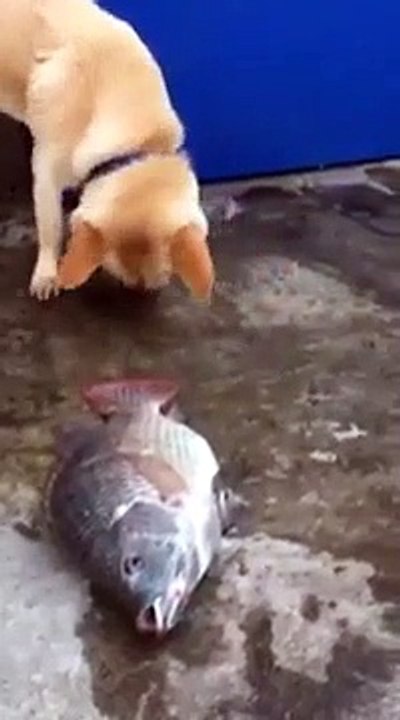 Un chien tente de sauver des poissons