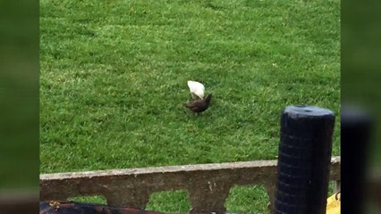 Rare albino starling spotted