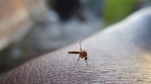 Preocupación en la Secretaría de Salud de Cali por el aumento de cosas de dengue