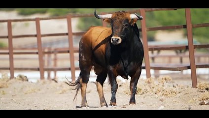 Novillada de Fuente Ymbro - Vid de Oro 2023