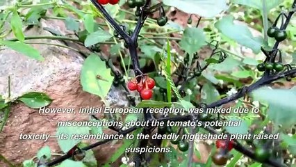 Tomato Temptations: Exploring the World of Flavor and Nutrition