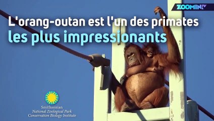 Un orang-outan filmé en plein action avec son petit !