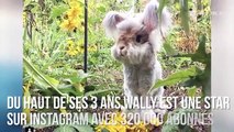 INSTACUTE : Wally : Le lapin angora fluffy