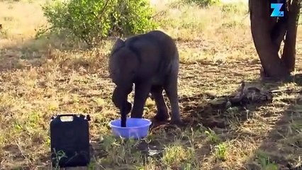 Émouvant : ce bébé éléphant retrouve sa maman