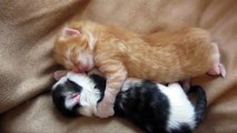 Deux adorables chatons se font un câlin