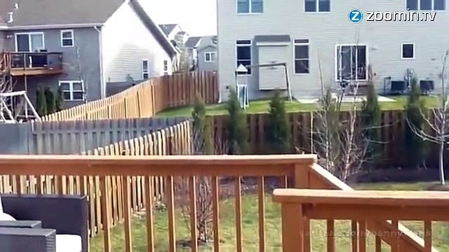 Une biche, championne de saut d'obstacles !