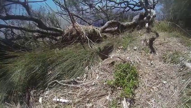 Une étrange créature à trois têtes découverte par un chasseur de Pokémon