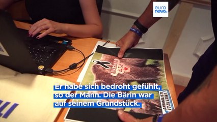 Schock über Tod von Bärin Amarena - Sorge um ihre Jungen