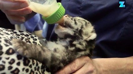 Ces bébés léopards nébuleux vont vous faire craquer !