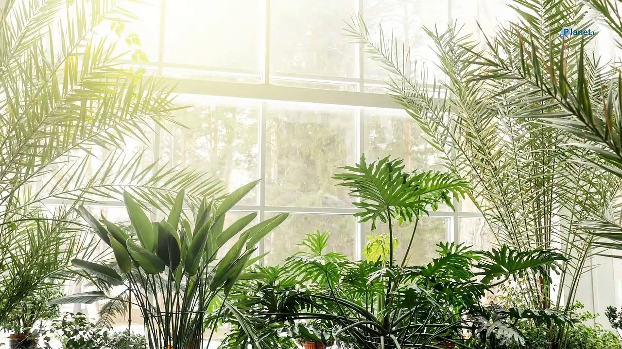Humidité dans la maison : 5 plantes d’intérieur pour s’en débarrasser