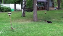 Un chat essaie d'attraper un écureuil