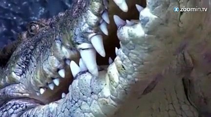 Choc : au plus près des crocodiles!