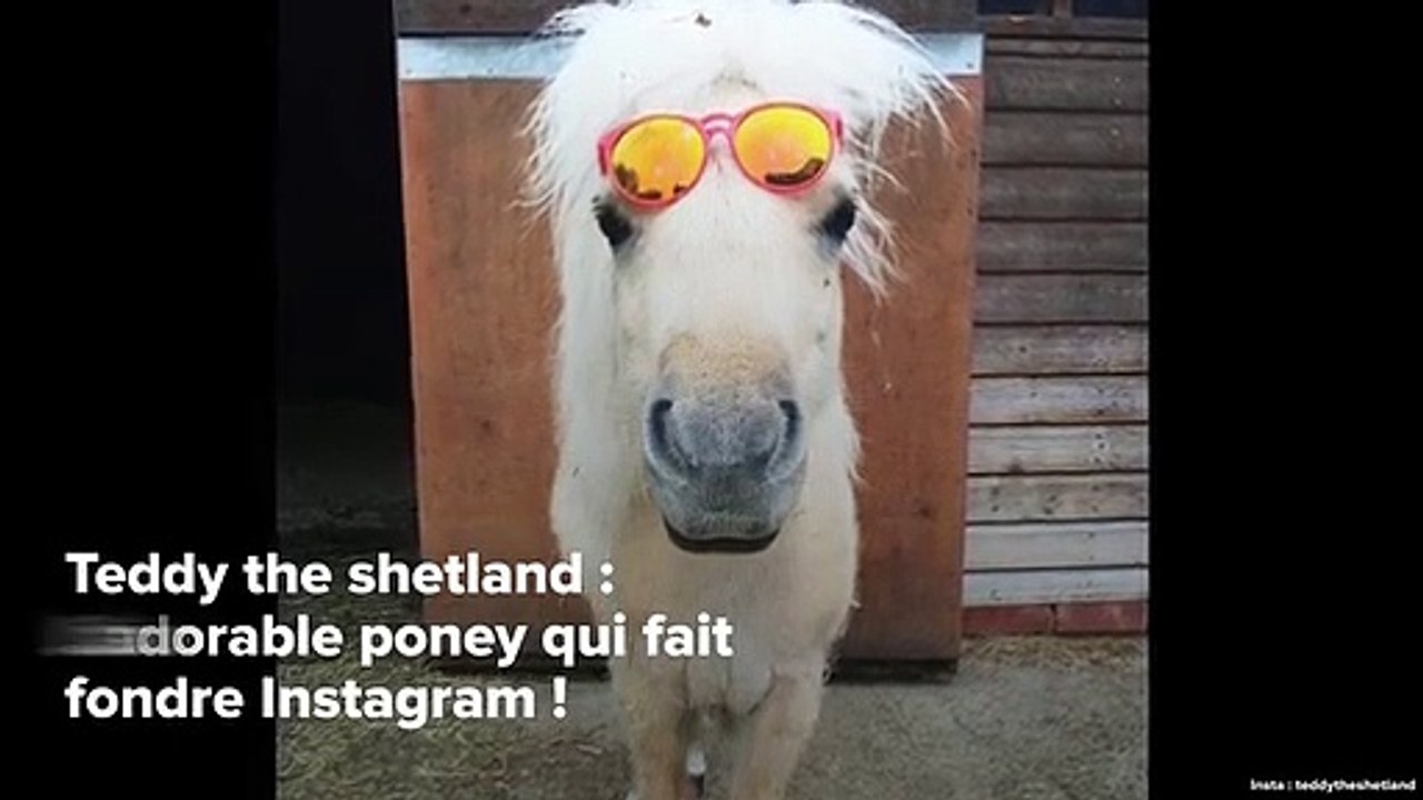 INSTACUTE : Teddy the shetland : L’adorable poney qui fait fondre Instagram !