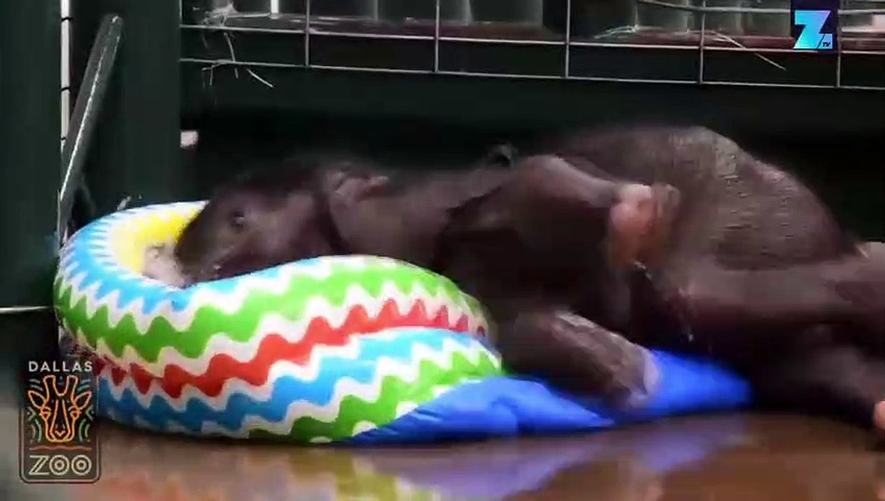 Trop mignon : cet éléphant découvre la baignade !