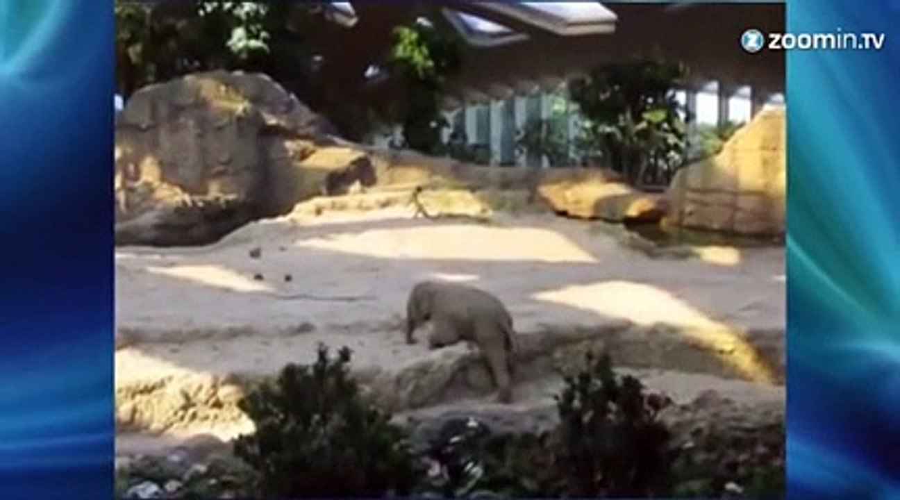 Ce bébé éléphant ne tient pas sur ses pattes!