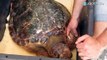 L'Europe lance une opération 'sauvetage des tortues'