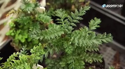 La plus vieille plante sur terre en danger
