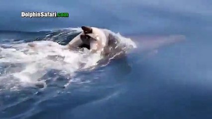 Une maman dauphin refuse de se séparer de son bébé mort