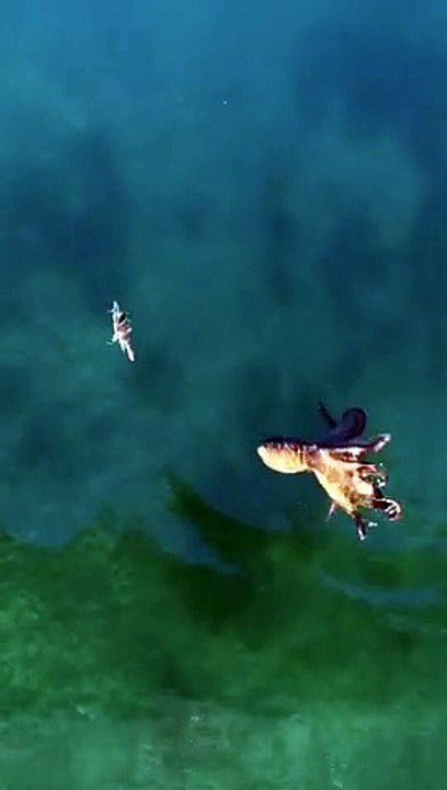 Un poulpe attaque un crabe !