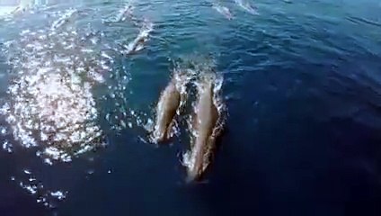 Ces baleines crachent des arcs-en-ciel !