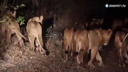 Un porc-épic défie 17 lions affamés!
