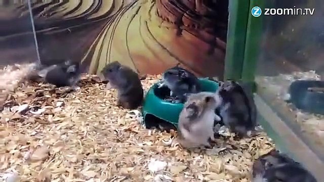 Vous n'aurez jamais vu un hamster aussi talentueux !