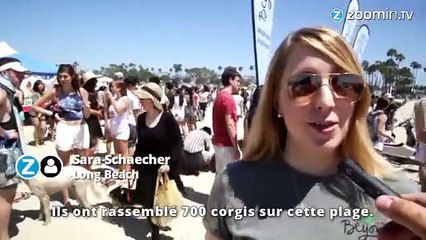 Quand des corgis envahissent une plage de Californie