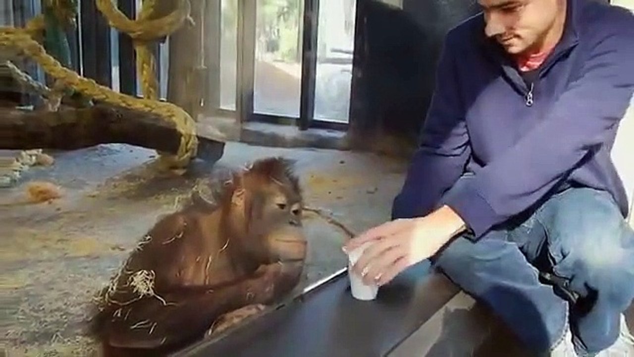 Ce orang-outan éclate de rire après un tour de magie !