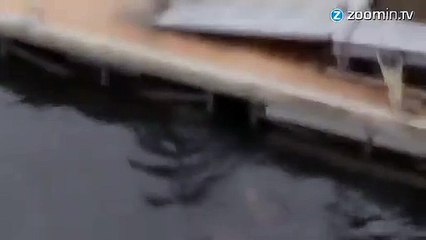 Un calamar géant trouvé dans un port japonais !
