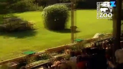 Un guépard pris en flagrant délit d'excès de vitesse