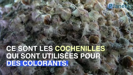 Certaines glaces contiendraient des insectes