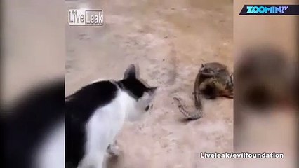 Trio bizarre : le chat, le serpent et le crapaud