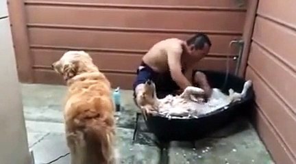 Ce chien adore le bain !