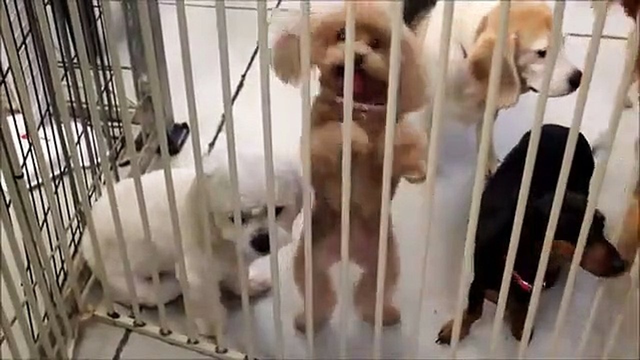 Un petit caniche qui a la fièvre de la danse !