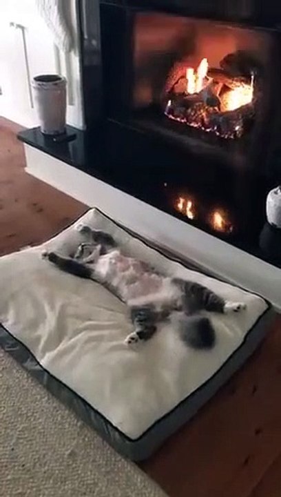 Le chat le plus détendu du monde !