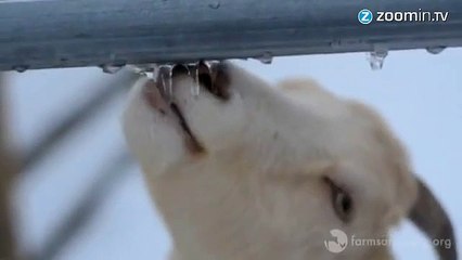 La vidéo du mois : la chèvre-qui-mangeait-de-la-glace