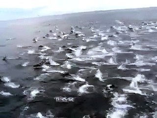 Des dauphins à perte de vue !