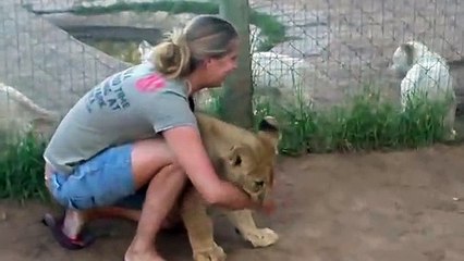 Une femme câline deux gros lionceaux