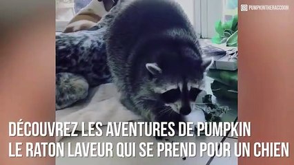 Pumpkin, le raton laveur qui se prend pour un chien