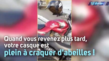 Des abeilles transforment un casque de moto en ruche