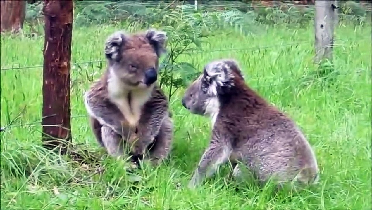 Quand des koalas se battent, voilà ce que ça donne !