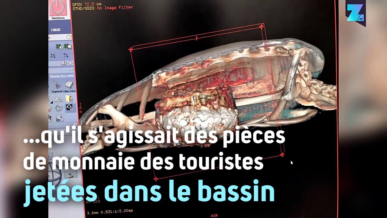 Incroyable découverte dans l'estomac de cette tortue