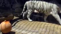 Un bébé tigre blanc sauvé par ses frères