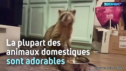 Un adorable raton laveur nettoie son raisin !