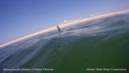 Un phoque échappe de justesse à l'attaque d'un requin