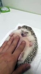 Ce hérisson adore les massages !