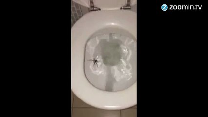 Il tire la chasse et tombe sur quelque chose d'atroce !