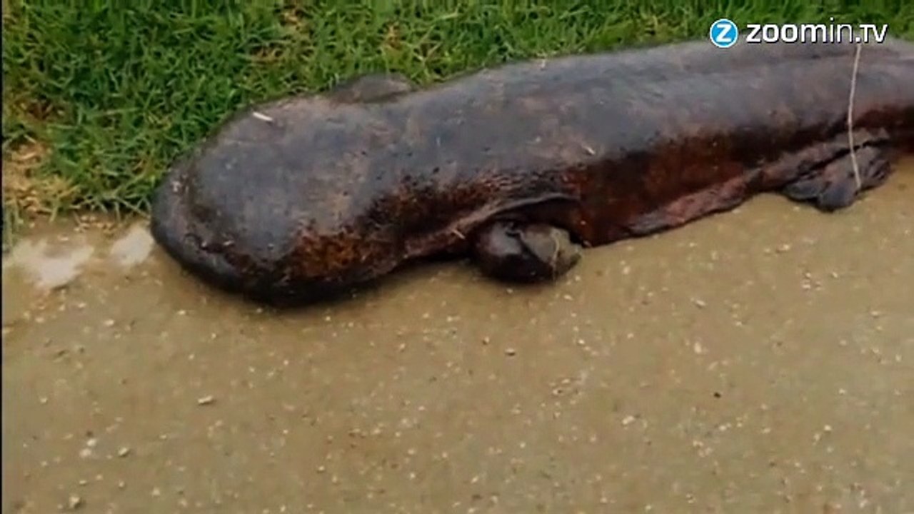 Un écolier tombe nez à nez avec une salamandre géante !