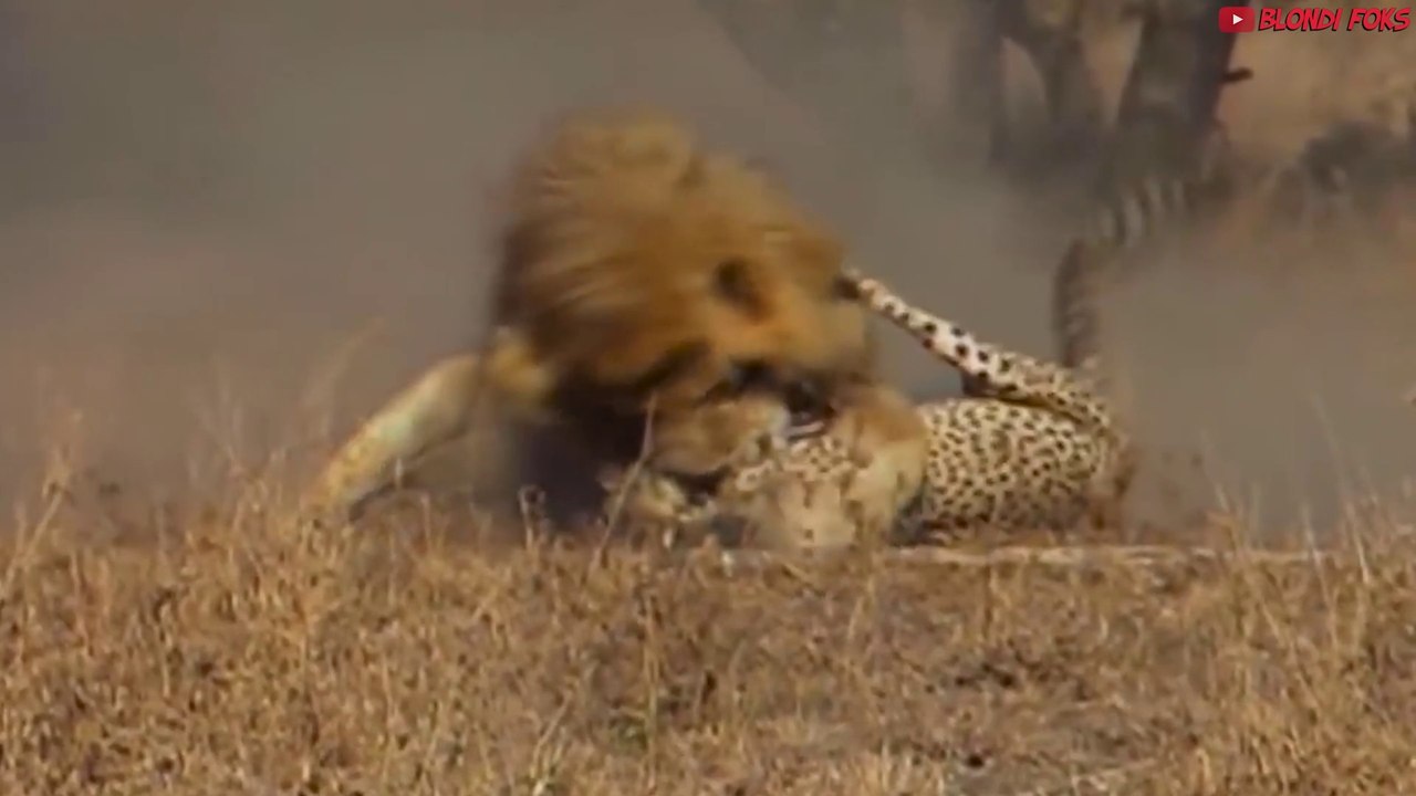 Los 10 Depredadores Más Fuertes En La Naturaleza - Presa Vs Depredador